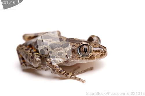 Image of tree frog