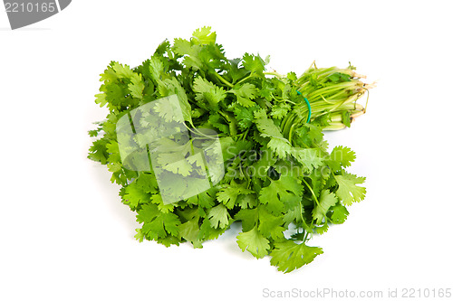 Image of Parsley tied in a bunch with twine isolated