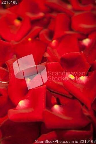 Image of Background of red rose petals