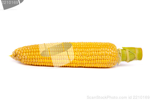 Image of Fresh uncooked corn on the cob