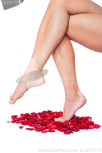 Image of Healthy Woman's Legs and Rose Petals over white.