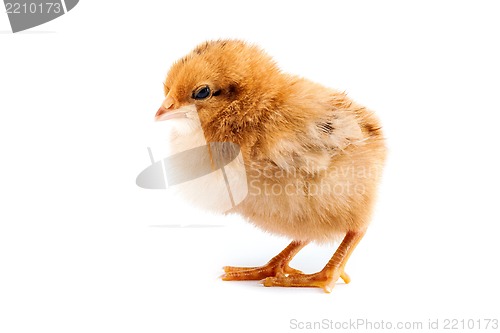 Image of The yellow chick on a white background