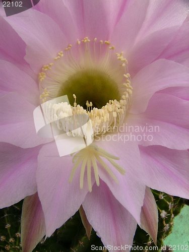 Image of Cactus Flower e Stamen