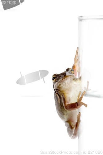 Image of frog on glass of water