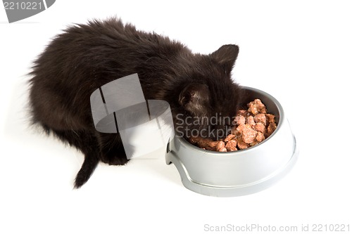 Image of Black kitten eating cat food on a white background