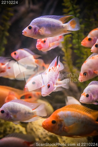 Image of Ttropical freshwater aquarium with fishes