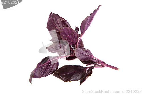 Image of Fresh green basil leaves on white background