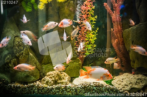 Image of Ttropical freshwater aquarium with fishes