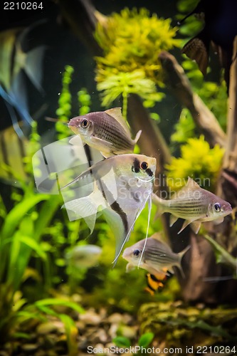 Image of Freshwater aquarium with fish pterophyllum scalare