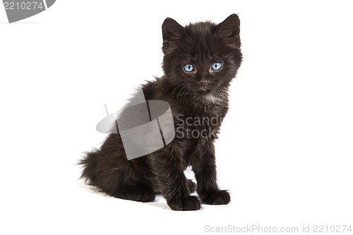 Image of Cute black kitten on  a white background