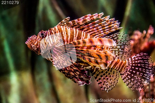 Image of Close up view of a venomous Red lionfish