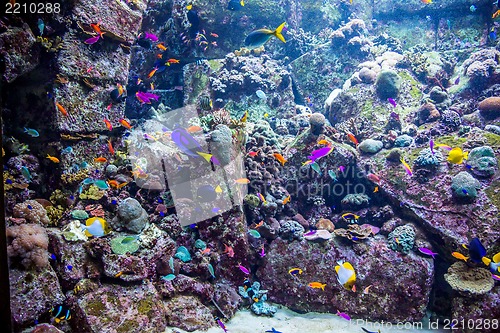 Image of Aquarium tropical fish on a coral reef