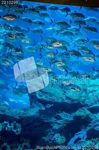 Image of Aquarium tropical fish on a coral reef