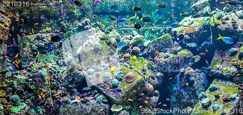 Image of Aquarium tropical fish on a coral reef