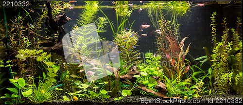 Image of Ttropical freshwater aquarium with fishes