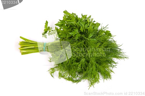 Image of Fresh branches of green dill and Parsley tied isolated