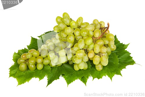 Image of Grape