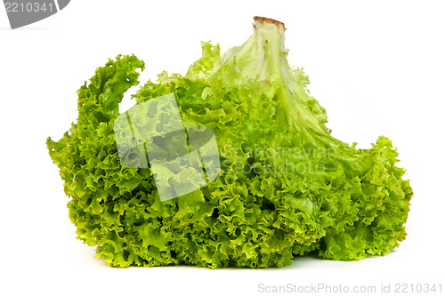 Image of Fresh Green Lettuce isolated on white
