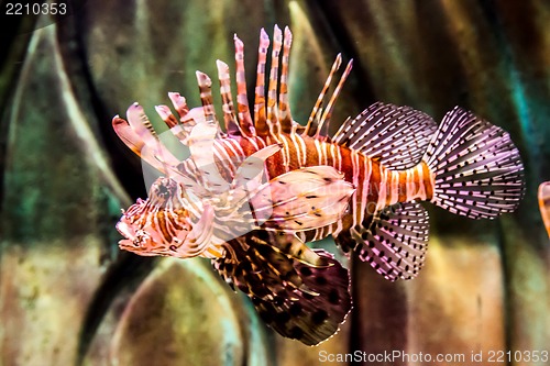 Image of Close up view of a venomous Red lionfish