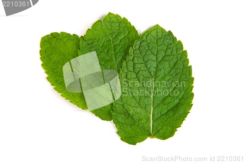 Image of three fresh mint leaves isolated on white background