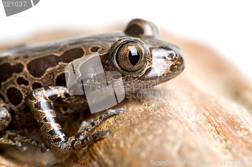 Image of tree frog