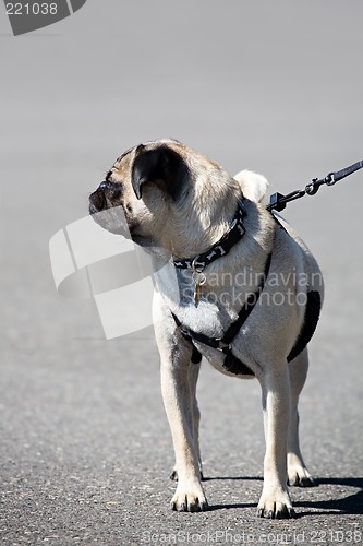 Image of pug on a leash