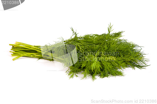 Image of Fresh branches of green dill isolated