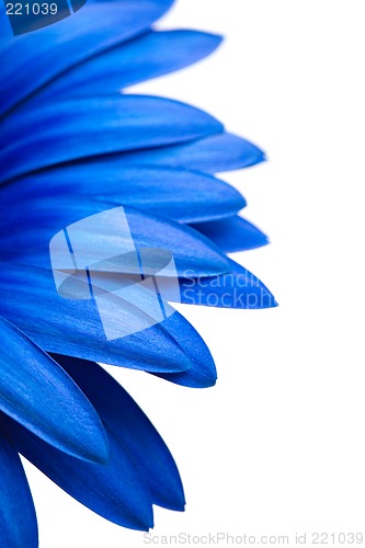 Image of blue daisy isolated on white