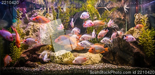 Image of Ttropical freshwater aquarium with fishes