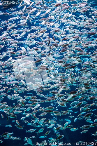 Image of Aquarium tropical fish on a coral reef