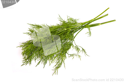 Image of Fresh branches of green dill isolated