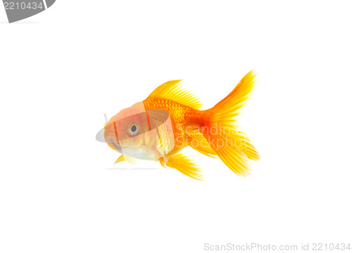 Image of Goldfish