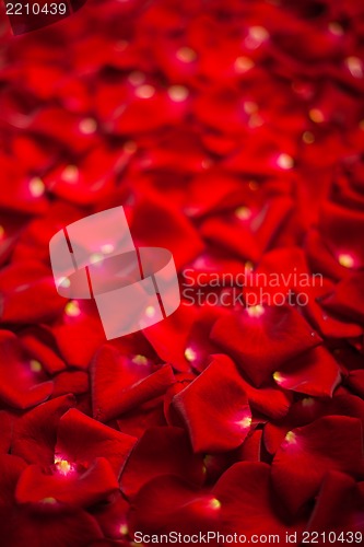 Image of Background of red rose petals