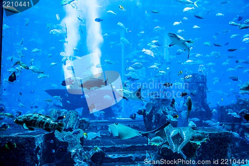 Image of Aquarium tropical fish on a coral reef