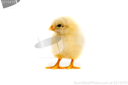 Image of The yellow chick on a white background