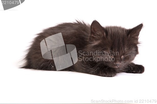 Image of Cute black kitten on  a white background