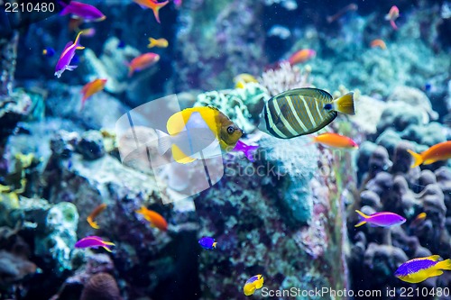 Image of Aquarium tropical fish on a coral reef