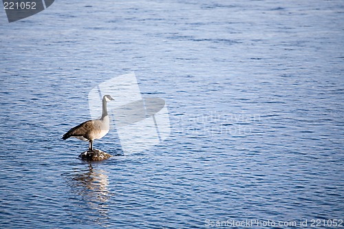 Image of canada goose on river rock