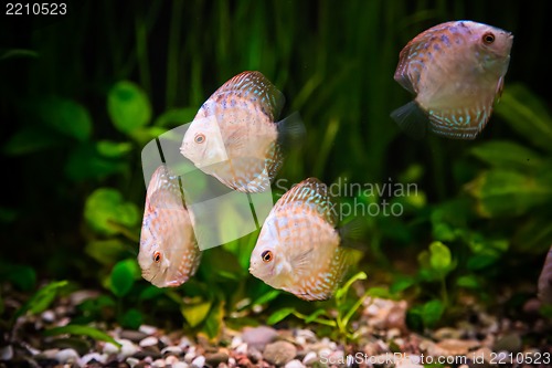 Image of Ttropical freshwater aquarium with fishes