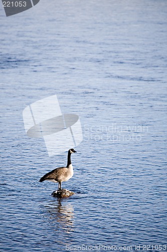 Image of canada goose in river