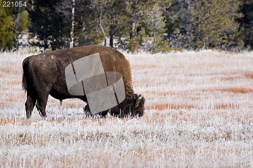 Image of bison grazing