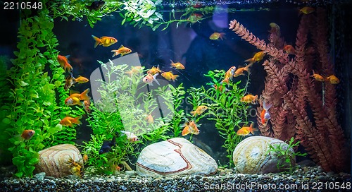 Image of Ttropical freshwater aquarium with fishes