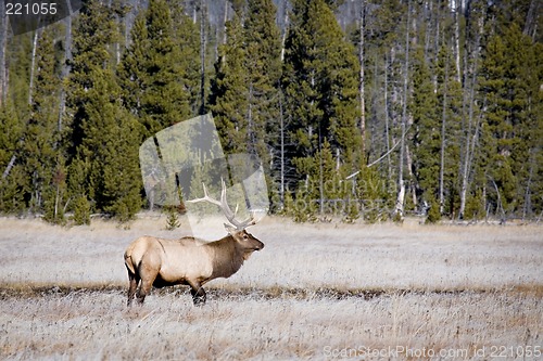 Image of bull elk