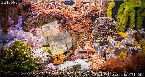 Image of Ttropical freshwater aquarium with fishes