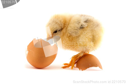 Image of The yellow small chicks with an egg