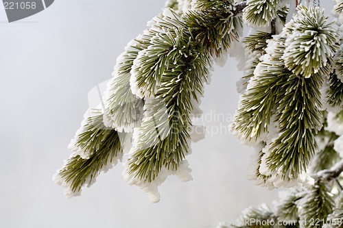 Image of winter pine