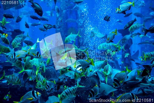 Image of Aquarium tropical fish on a coral reef