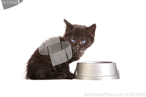 Image of Black kitten eating cat food on a white background