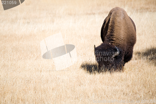 Image of bison