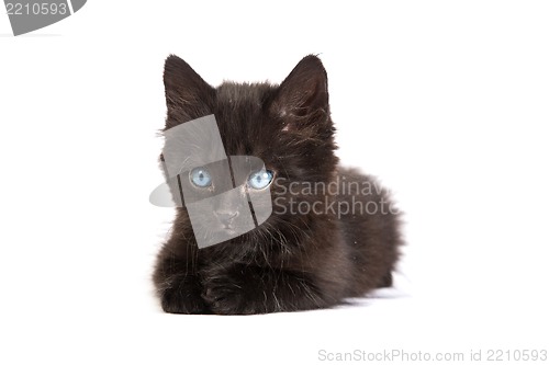 Image of Cute black kitten on  a white background